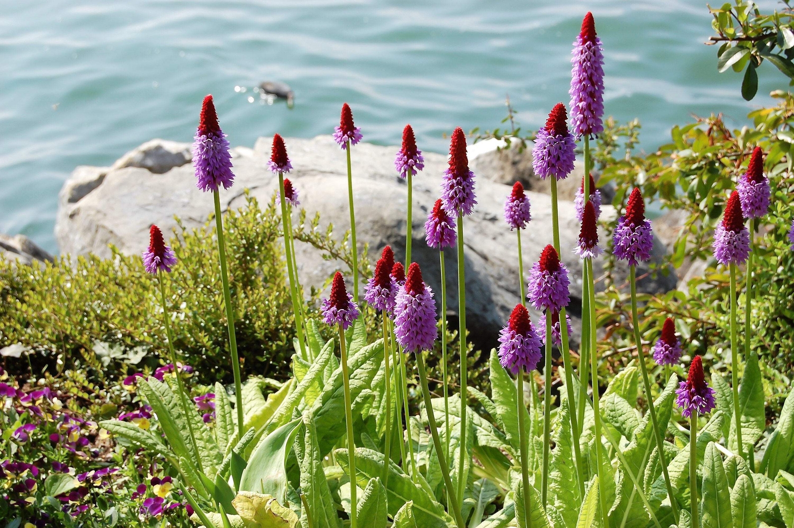 20 ORCHID PRIMROSE Primula Vialii Red Hot Poker Pink Purple Shade Flower Seeds