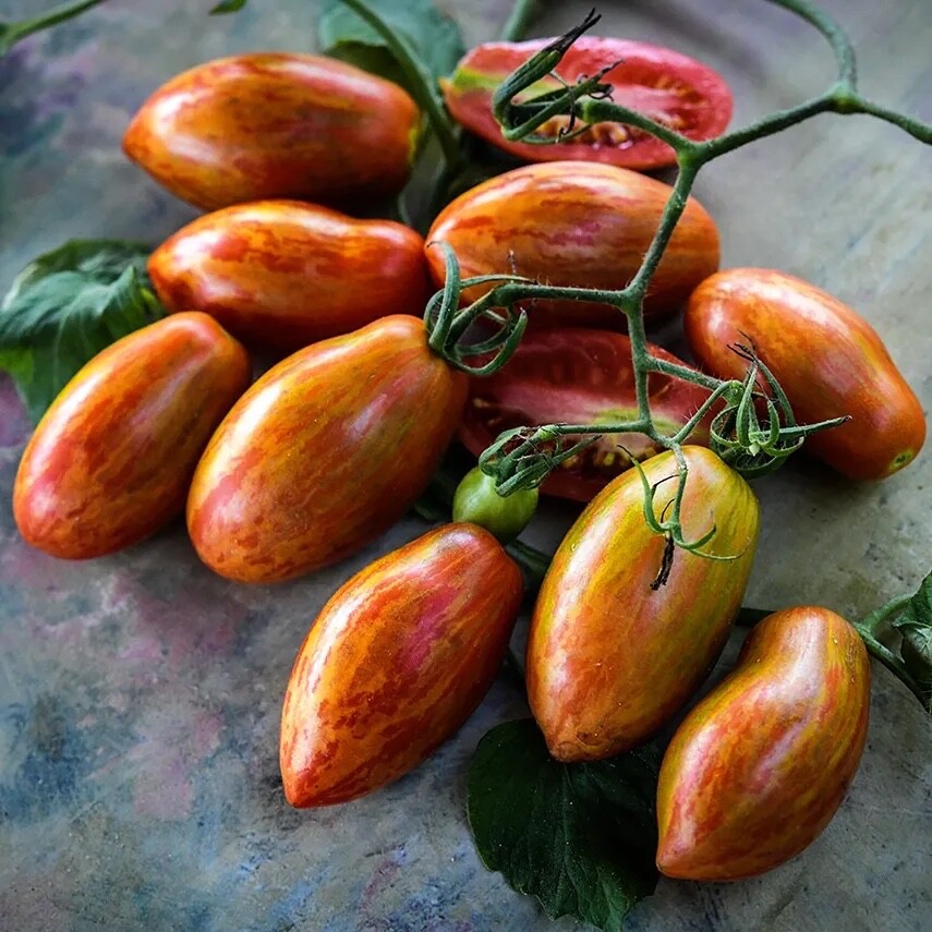 15 Organic Prairie Fire Tomato Seeds, Non-GMO
