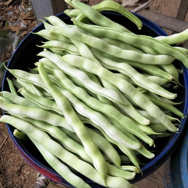 Pole Bean Seeds Long Green Beans Heirloom Garden Seeds 20/50 Pcs（Seeds only）