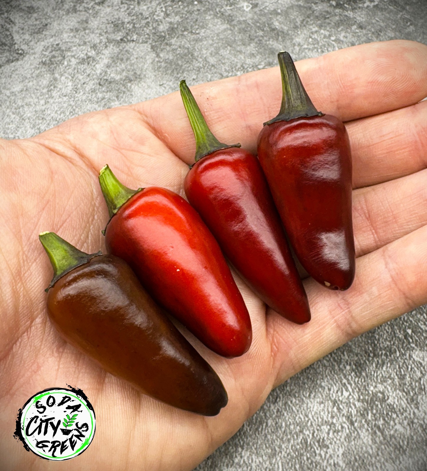 Count Dracula x Orange Fish Pepper Seeds