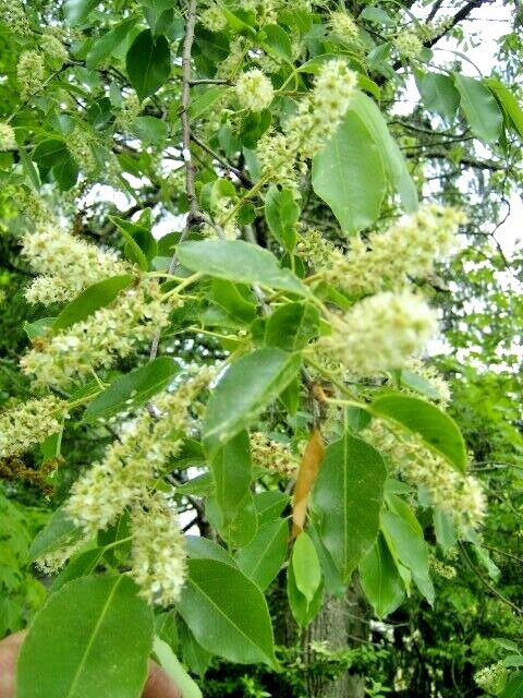20 WILD BLACK CHERRY SEEDS – Prunus Serotina