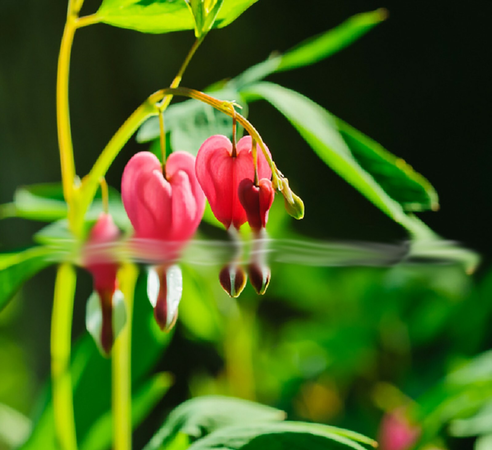 Love Valentine Flowers Lamprocapnos Spectabilis Asian Bleeding Heart 10 seeds