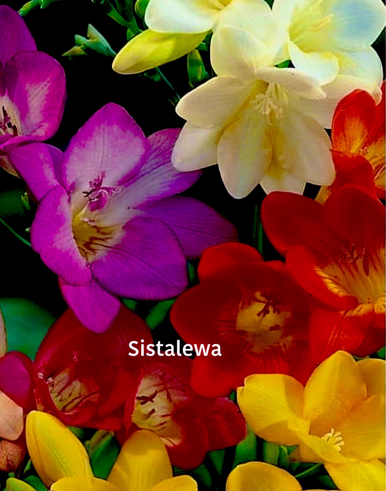 Freesia ~ Double Single MIX – (7)Flower bulbs – Colorful