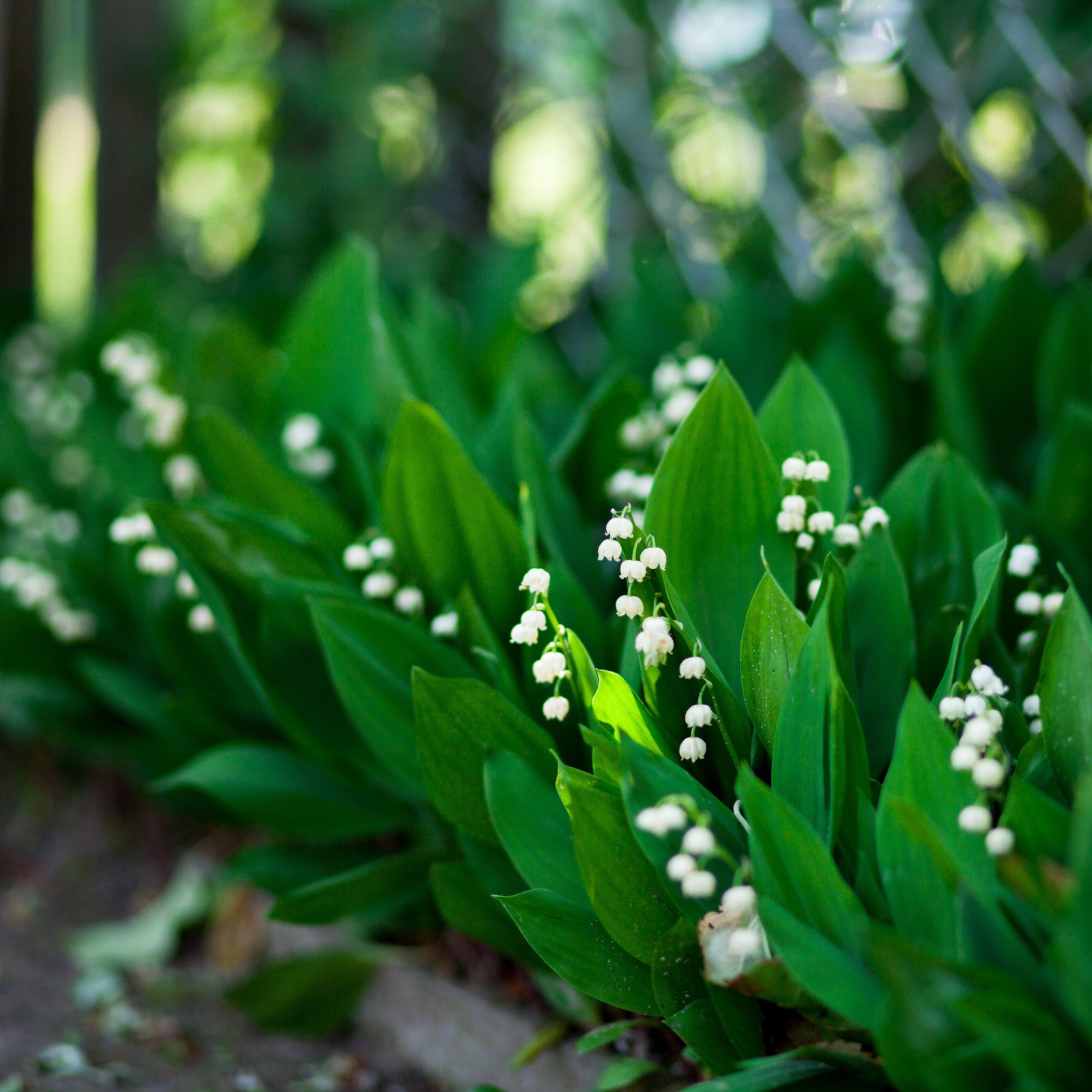 Lily of the Valley Grower’s Bunch 25 Flower Bulbs – Spring Fragrant White Blooms