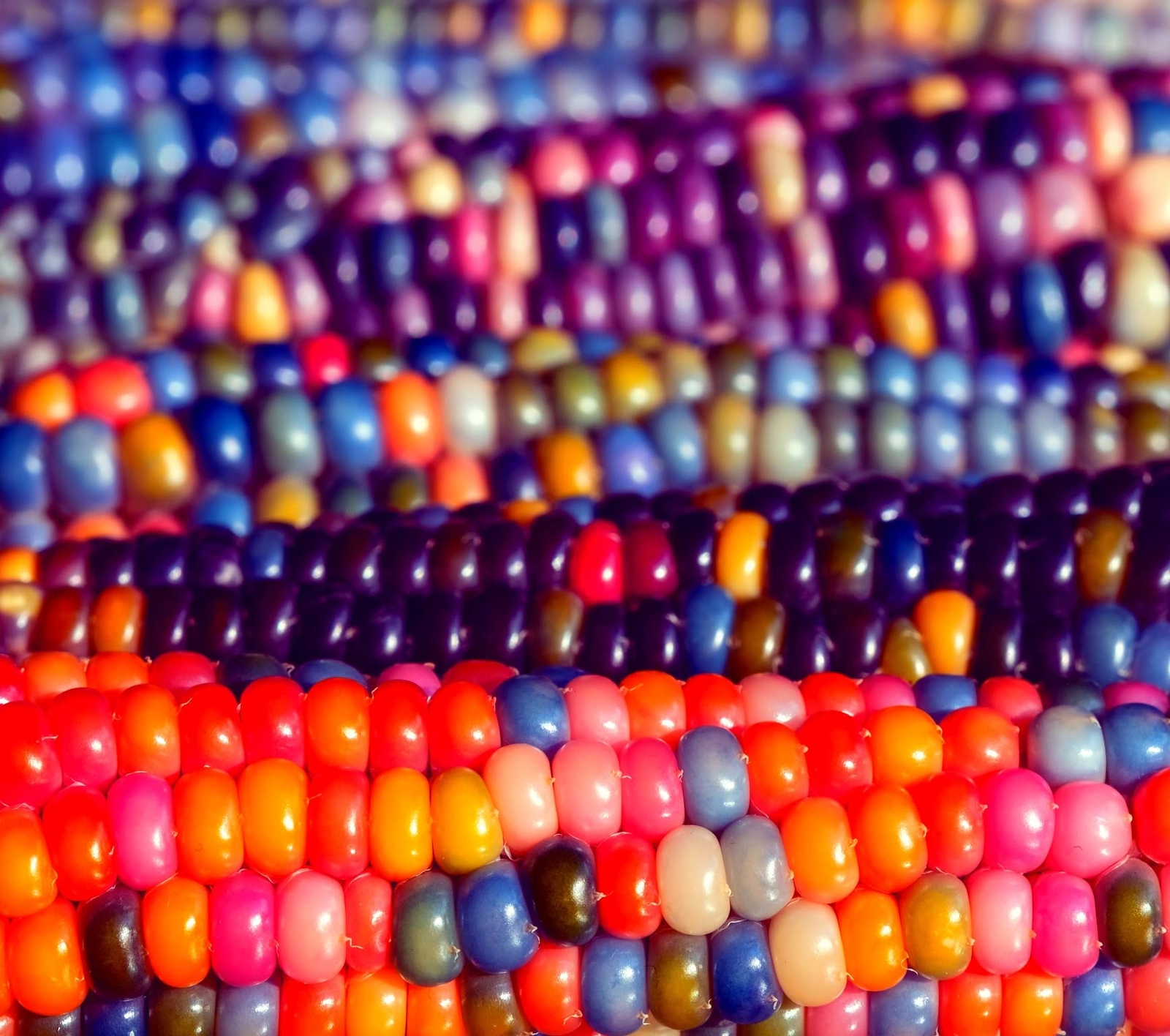 Glass Gem Corn Seeds for Planting – 50+ Seeds – Vibrant Translucent Kernels – Gr