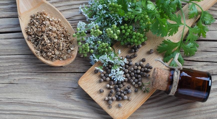 Cilantro ‘Leisure’ Slow-Bolt Seeds – Heirloom Non-GMO Coriander 100 Seeds