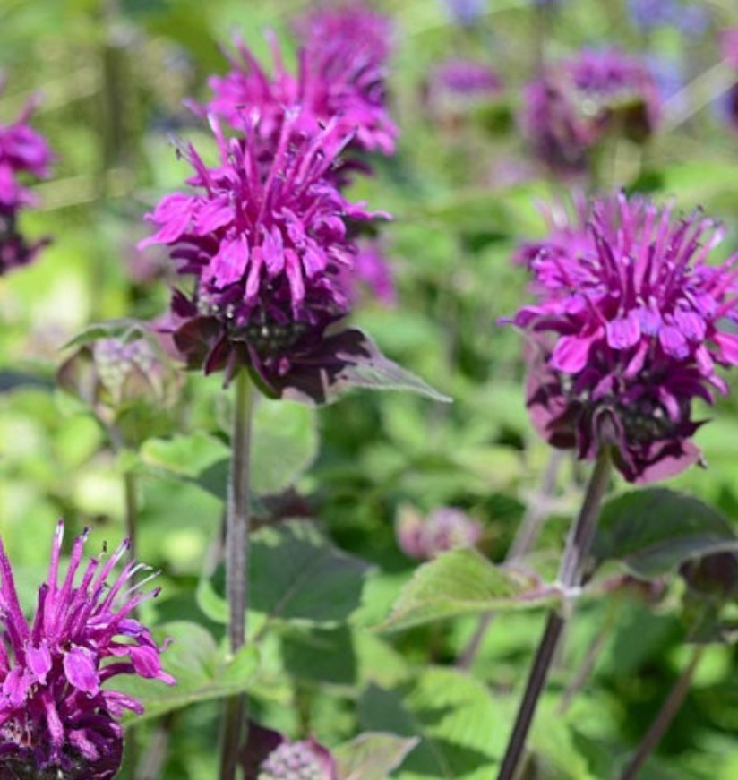 200+ Purple Bee Balm Seeds **Fresh Seeds** ~~Free Shipping~~