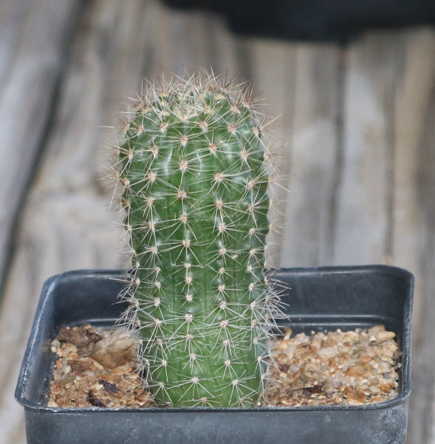 Echinopsis hybrid ‘Abyssinia’