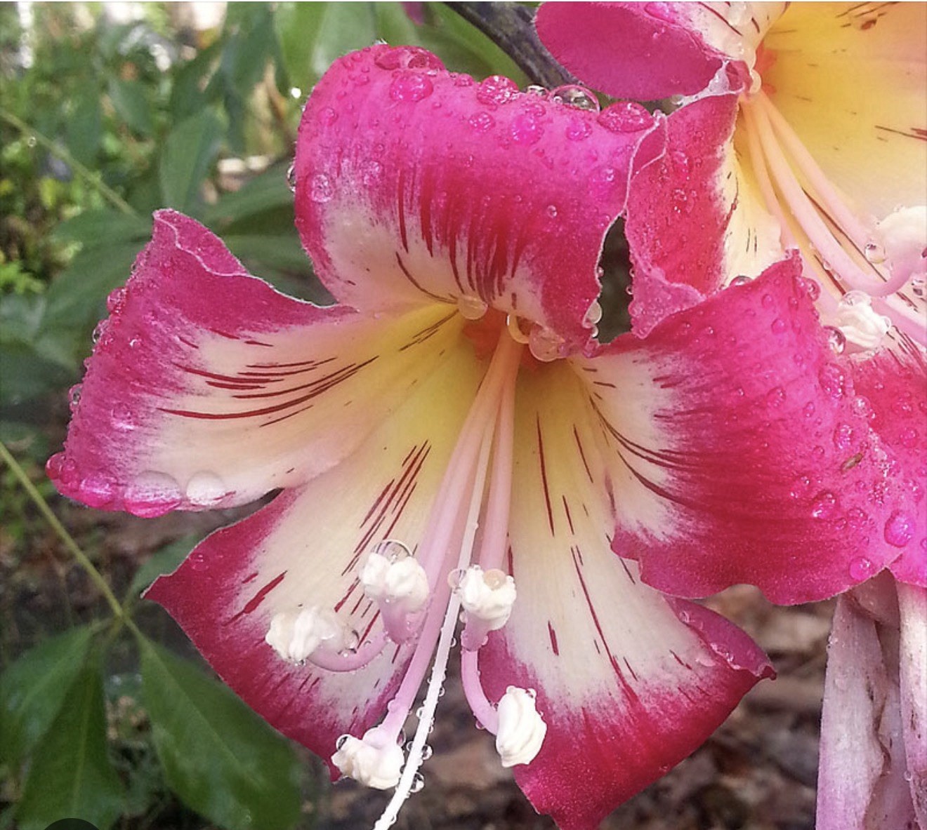 Pink Silk Floss Tree-Ceiba specios-Rare Tree! Beautiful Orchid Like Blooms!