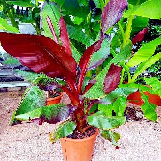 5 Red Abyssinian (Musa Ensete ventricosum) False Banana Plant Tree Seeds RARE