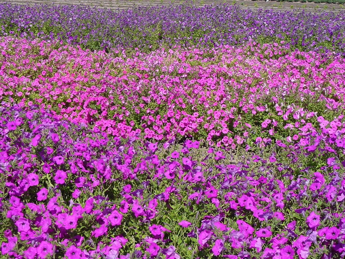 200+ Mixed Laura Bush Petunia Violacea Integrifolia Seeds – Pink & Purple