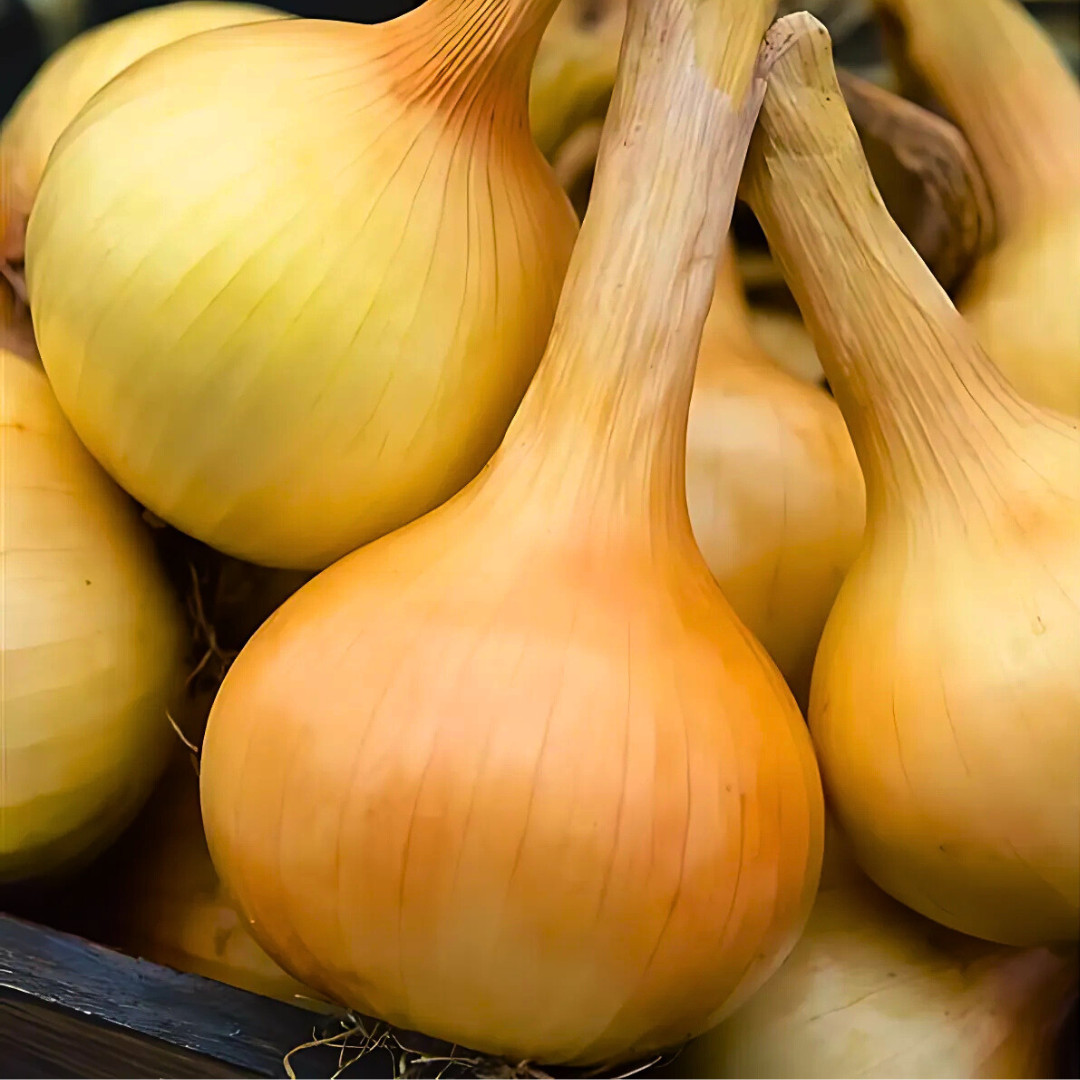 Fresh Walla Walla Onion Seeds | Sweet | Heirloom Non-GMO | Vegetable Seeds
