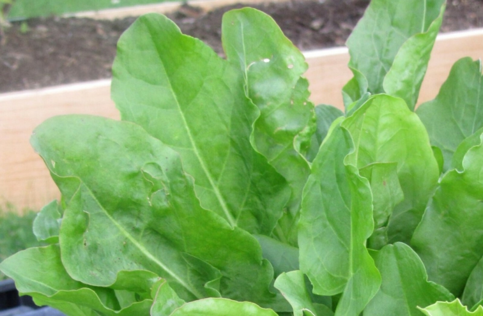 French Sorrel Seeds- Heirloom Lettuce Herb- 400+ Seeds Grown for 2021