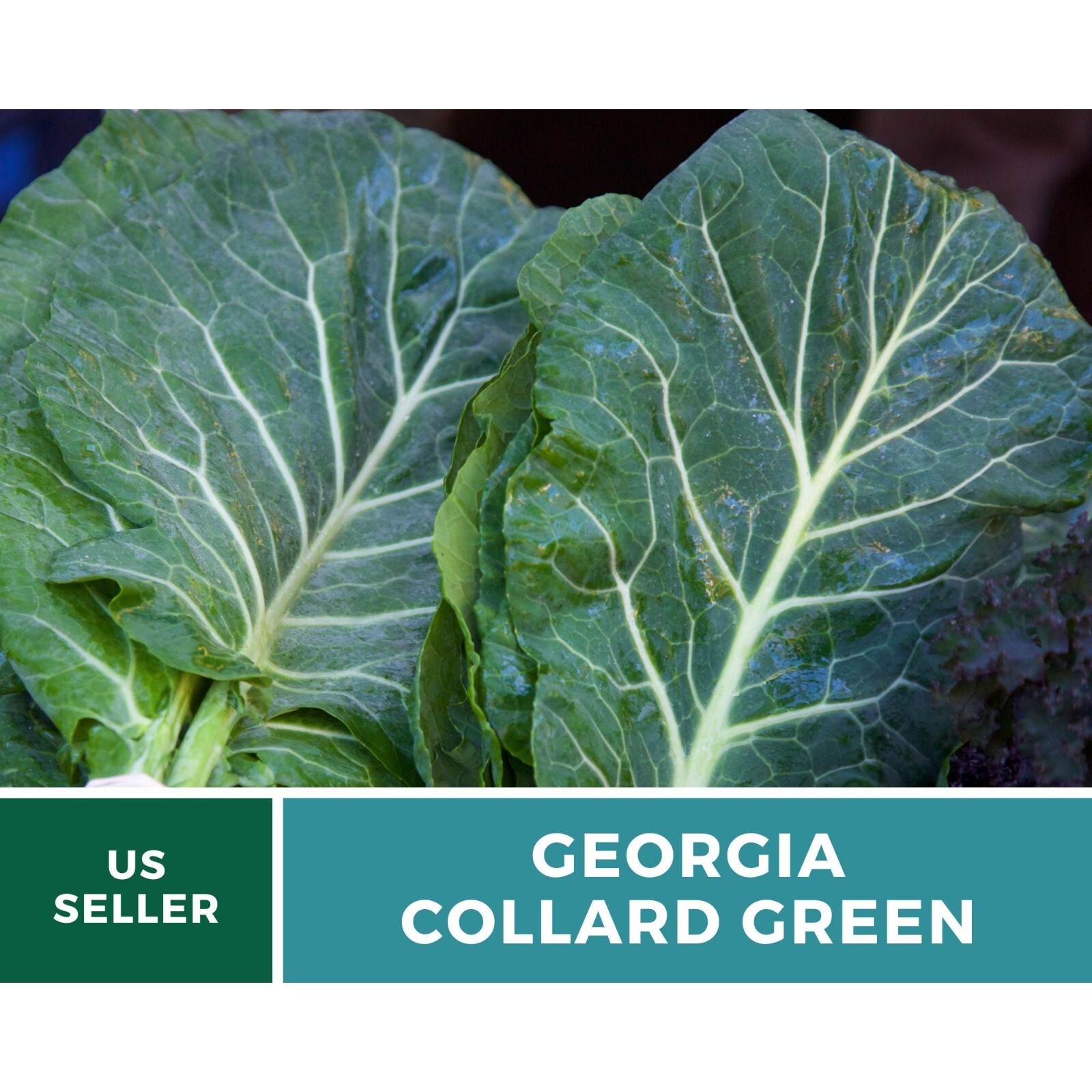 Collard Greens, Georgia – 100 Seeds – Heirloom Vegetable – Open Pollinated – Non