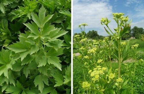 300+Lovage Seeds Celery Fennel Parsley Flavor Perennial Culinary Herb USA