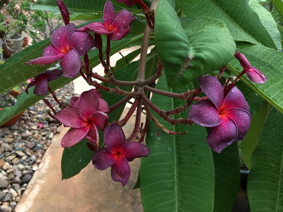 Black Purple 5 Plumeria Seeds