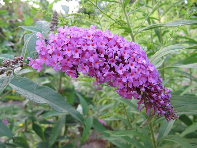 BUTTERFLY BUSH LAVENDER, 2000 SEEDS, BUDLEJA DAVIDII, beautifully scented bulk