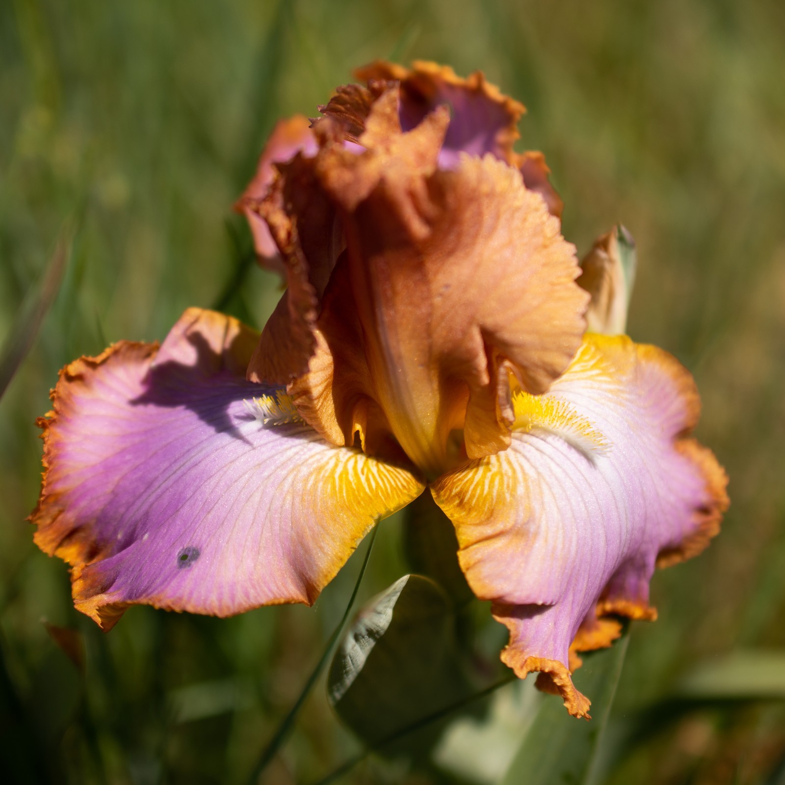 ** GRAND CANYON SUNSET ** Tall Bearded Iris. Combined Shipping: Jul – Sep