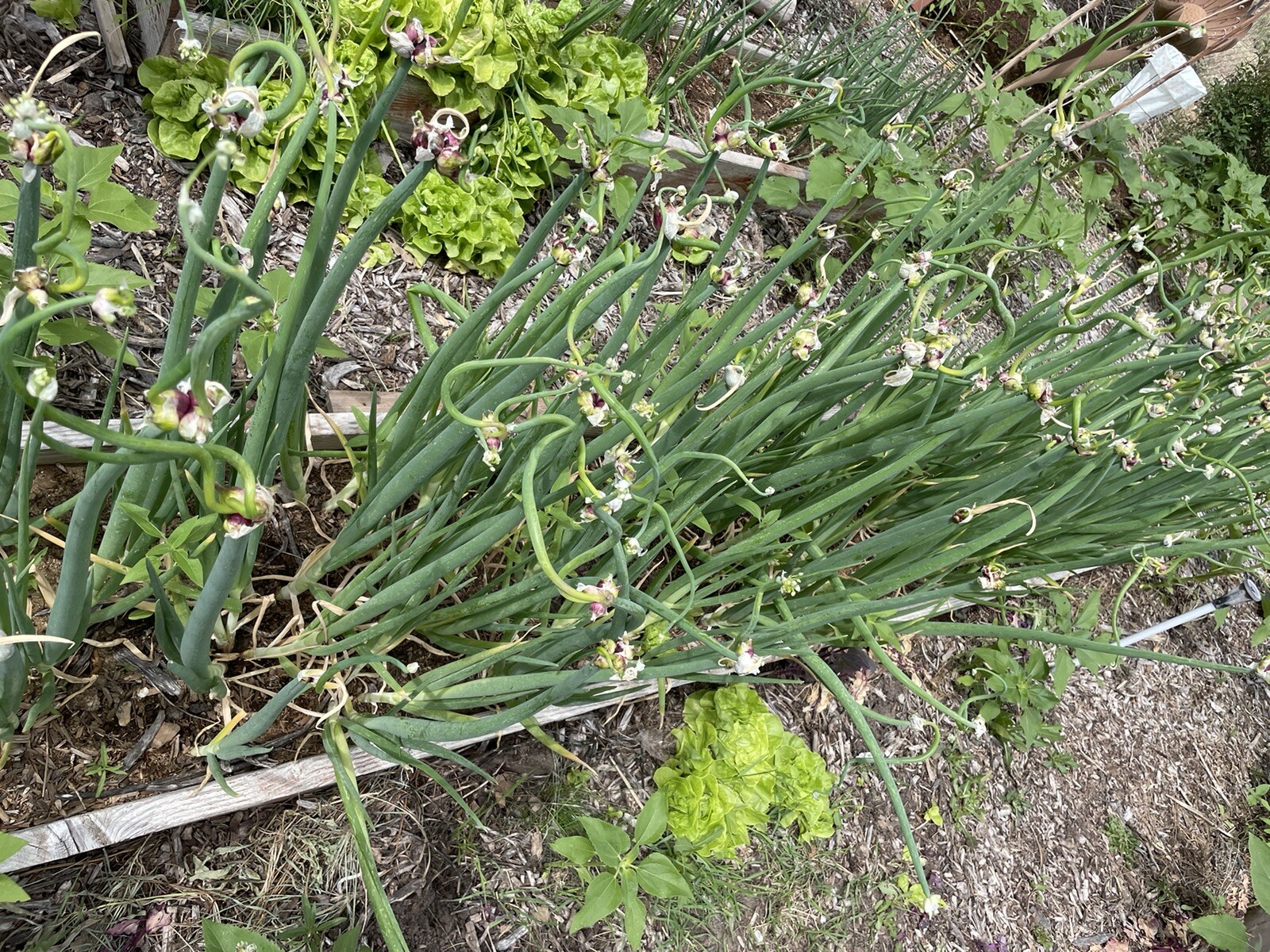Organic Egyptian Walking Onion Bulbs