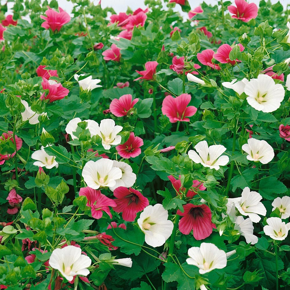 Malope Trifida Seeds, Dwarf Rose Mallow, Border & Bed Flowers, FREE SHIPPING