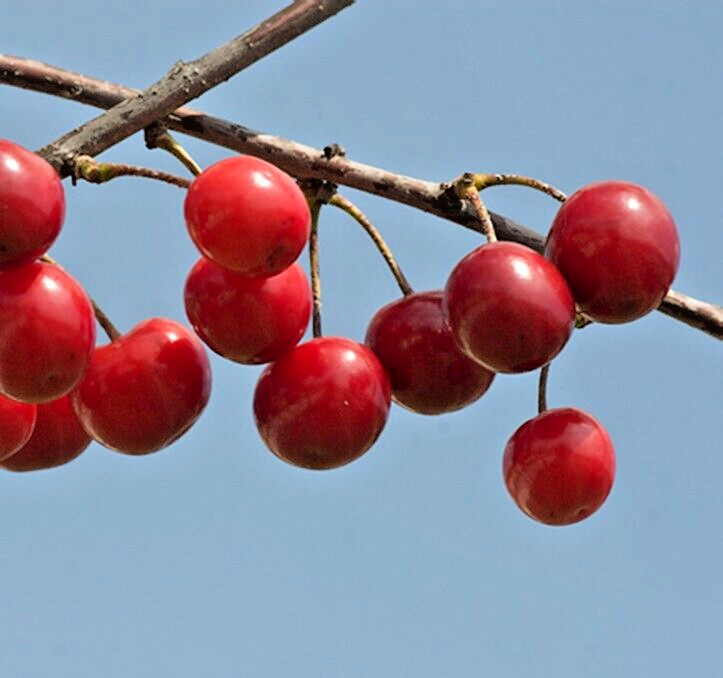 Japanese Flowering Cherry Tree | Premium Seeds | Prunus serrulata | Plants’®