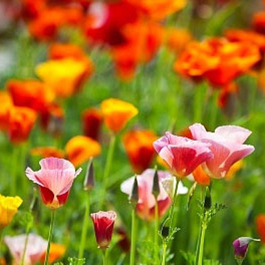 501+CALIFORNIA POPPY MIX Native Wildflower Seeds Flower Garden Patio Container