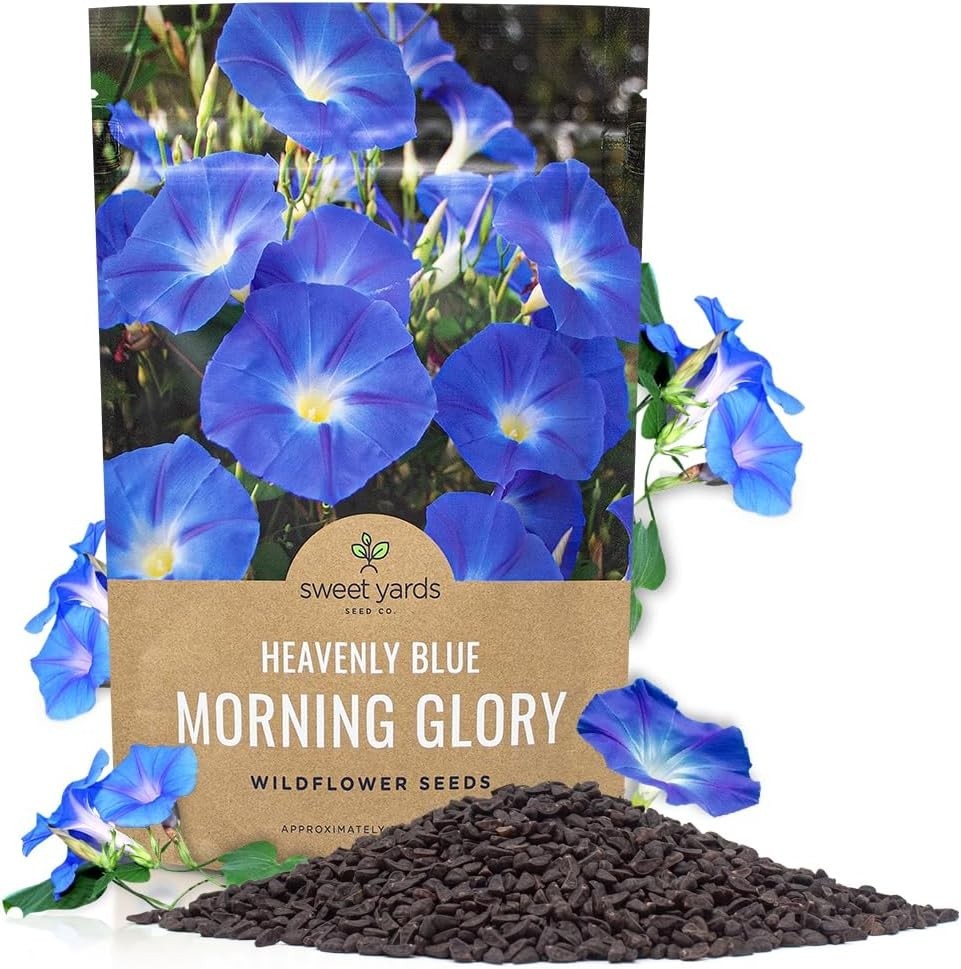 Bulk 1/4 Pound Morning Glory Seeds – Heavenly Blue Flowers with 4000+ Seeds