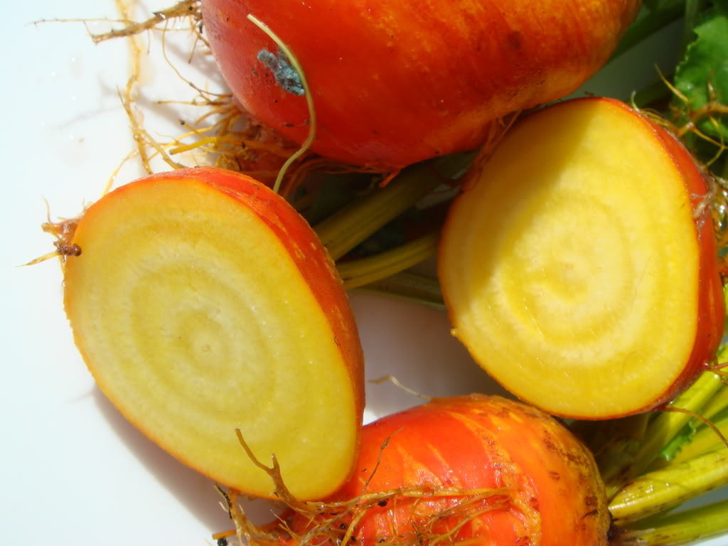 30 BURPEE’S GOLDEN BEET Beta Vulgaris Yellow Root Vegetable Seeds *Combined S/H