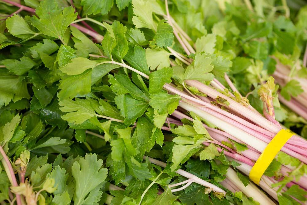 50 Pink Celery Seeds, Chinese, Apium Graveolens, Heirloom, Non GMO