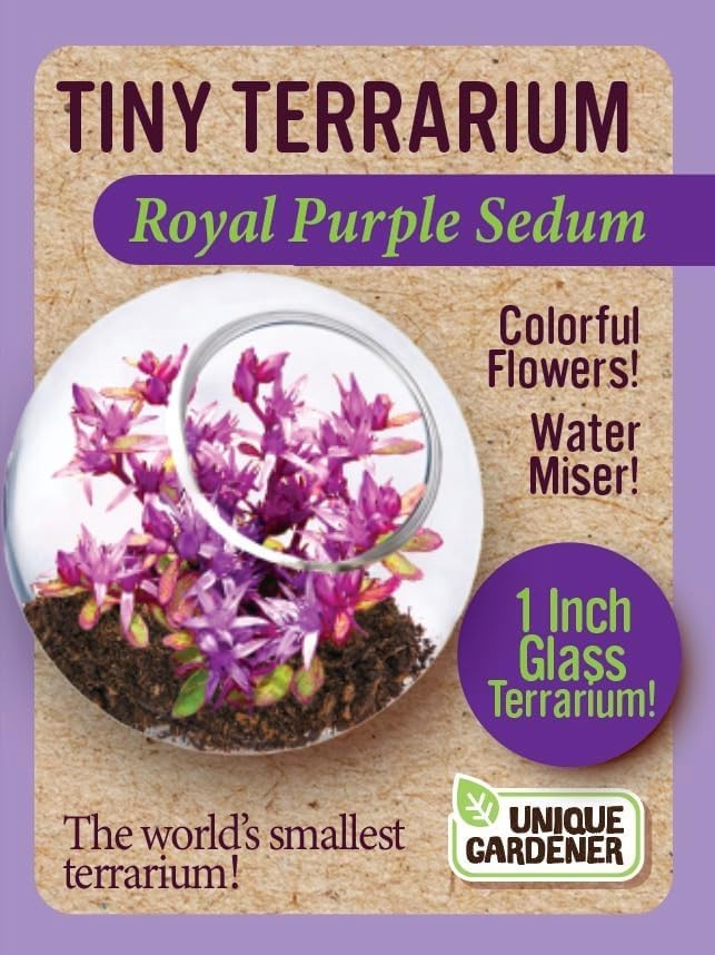 Tiny Terrarium Plant Seeds 4 Variety Pack, DIY Indoor Succulents and Live Pla…