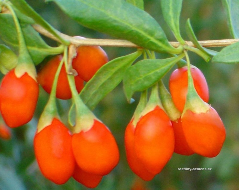 Goji Berry, Lycium chinense, Shrub Seeds