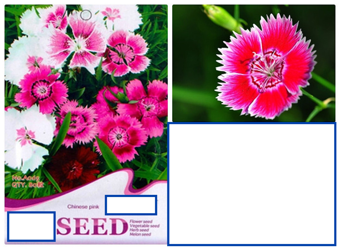 25pc CARNATION SEEDS Garden Plant Flower rare exotic USA seller FREE shipping