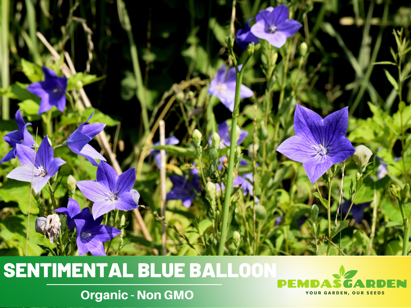 60 seeds| Blue Balloon Flower (Platycodon grandiflorus) Herb seeds #6005