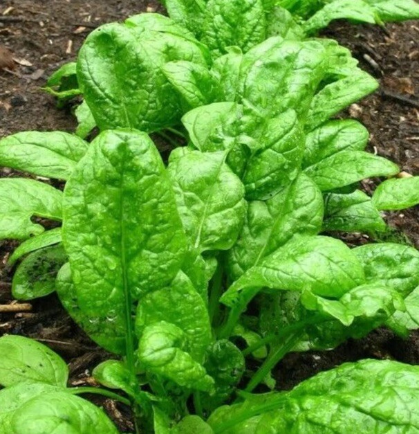 🔆🔆1200+ GIANT NOBLE SPINACH SEEDS NON – GMO LONG STANDING SPINACH VARIETY 🔆