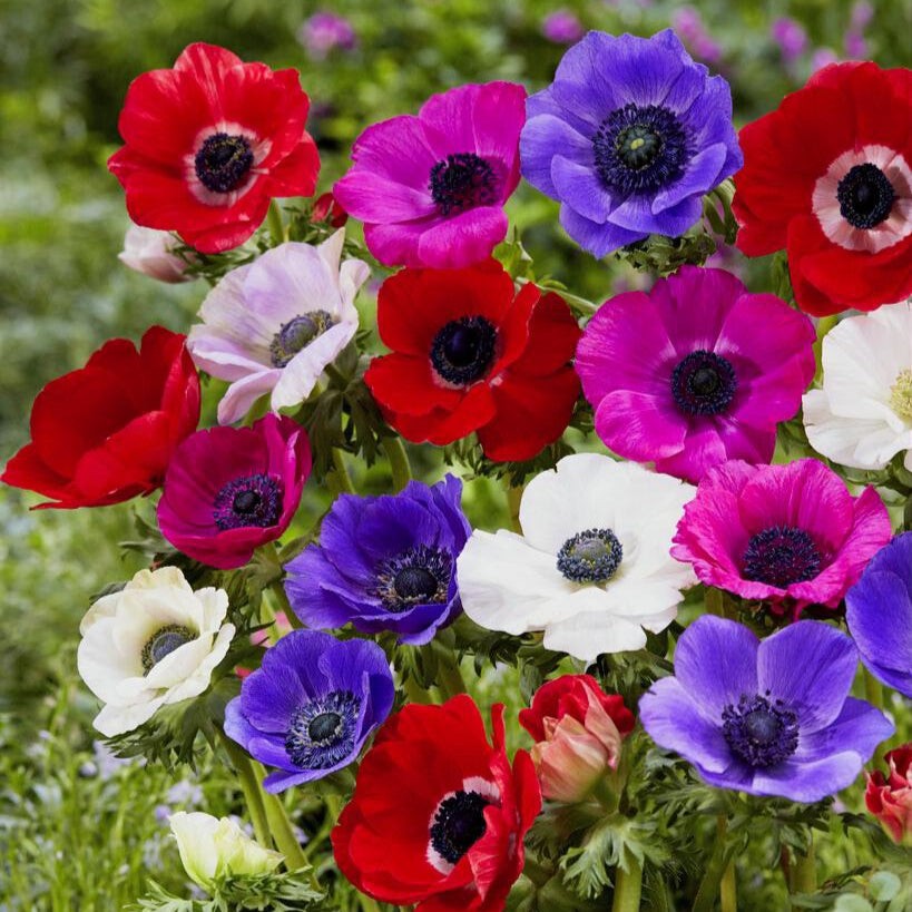 Easy to Grow Anemone Monarch de Caen Mix 60 Plant Bulbs Spring Flowers Zone 8-10