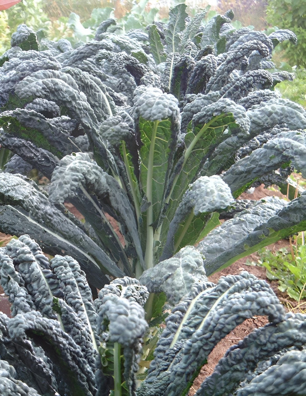 2,000 Heirloom Lacinato Kale Seeds AKA Italian Dinosaur Kale Cruciferous NonGMO