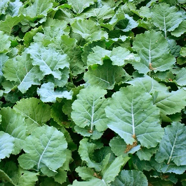 Dwarf Essex Rape Seeds (Brassica napus) | 500 Seeds – Open-pollinated USA SELLER