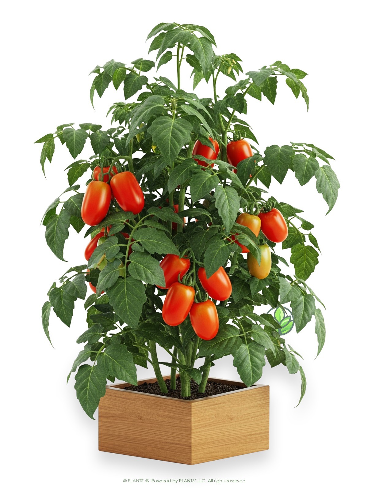Roma VF Tomato | Premium Seeds | Solanum lycopersicum ‘Vegetable’ | Plants’®