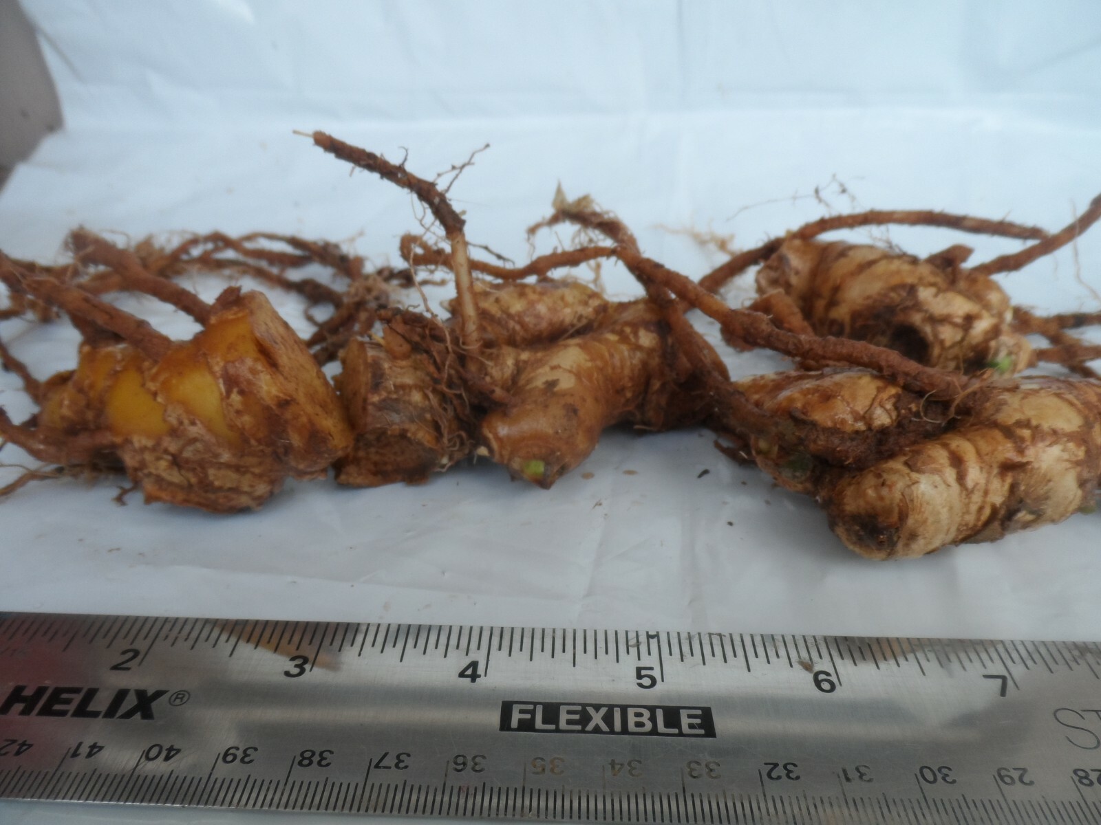 4 Shampoo Ginger Rhizomes, Zingiber Zerumbet, Pine Cone, Free Ship w/ Free Offer
