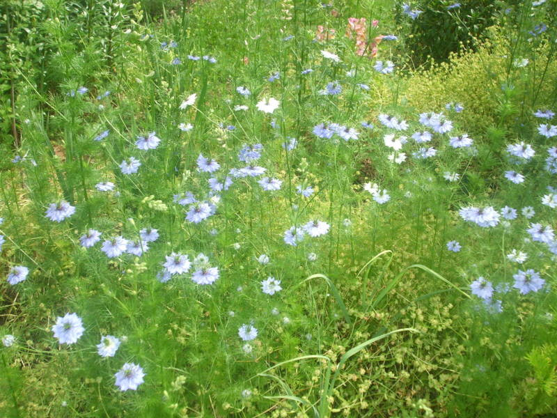 100+ seeds Love in a mist flower BLUE / Nigella Damascena – organic crop of 2023