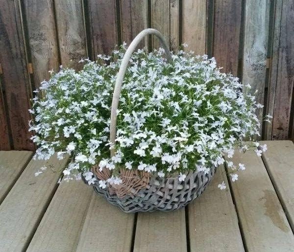 1000+ Mix Creeping Thyme Seeds for Planting, Thymus Serpyllum Heirloom, Groun…