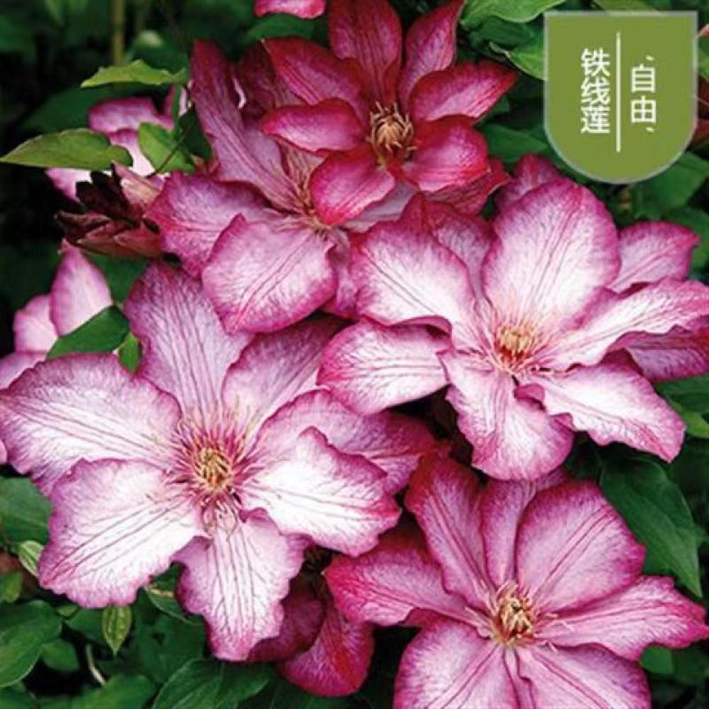 (10) CLEMATIS SEEDS rare exotic climber flower vine garden USA SELLER W/TRACK