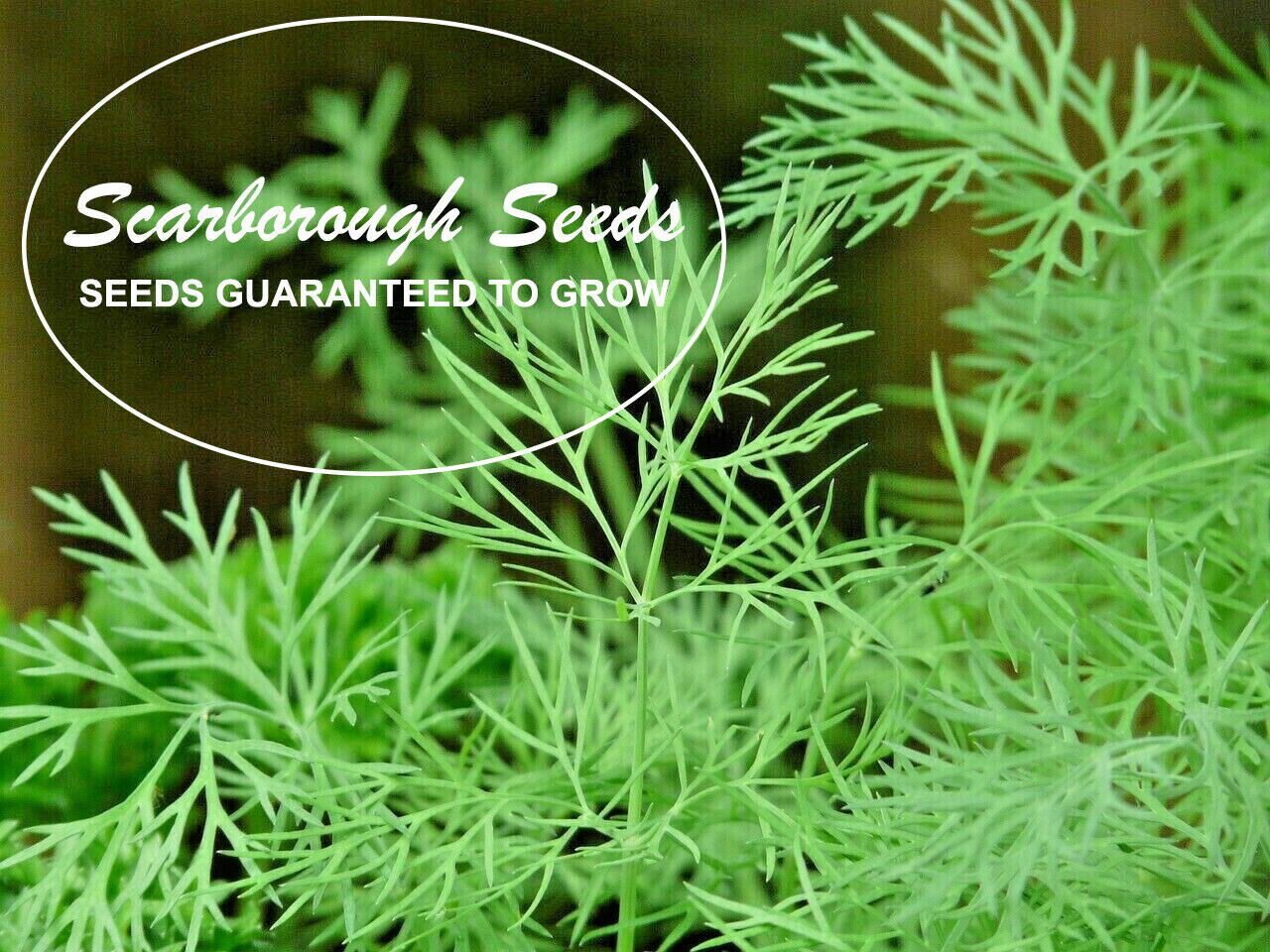 Scarborough Seeds 300 BOUQUET DILL SEEDS NON-GMO HEIRLOOM OPEN-POLLINATED HERB
