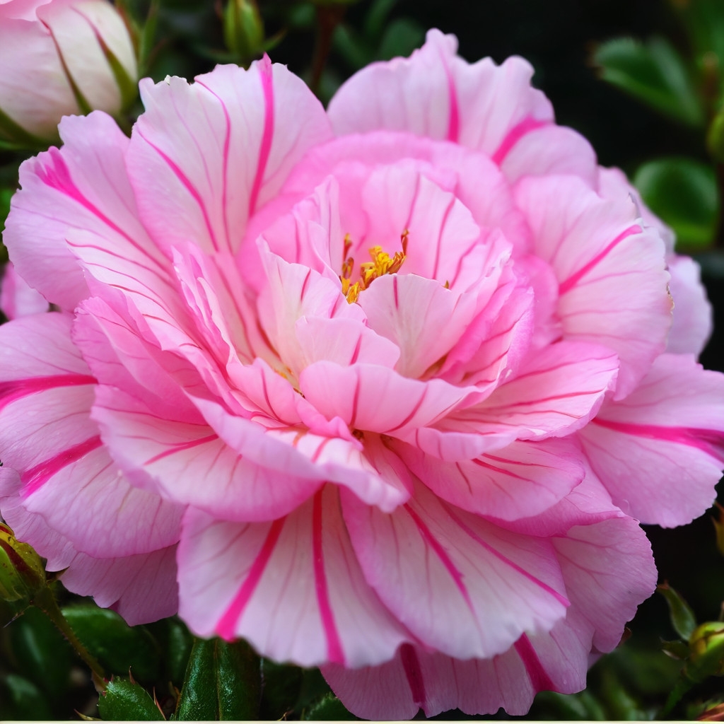 100 Moss Rose Seeds Flower Perennial Flowers Pollinators ” Dbl Light Pink White”
