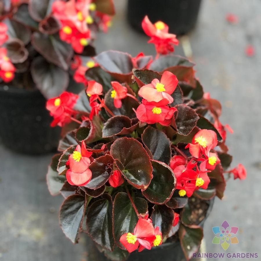 25+ Cocktail Vodka Begonia Seeds for Garden Planting – USA – FREE SHIPPING!