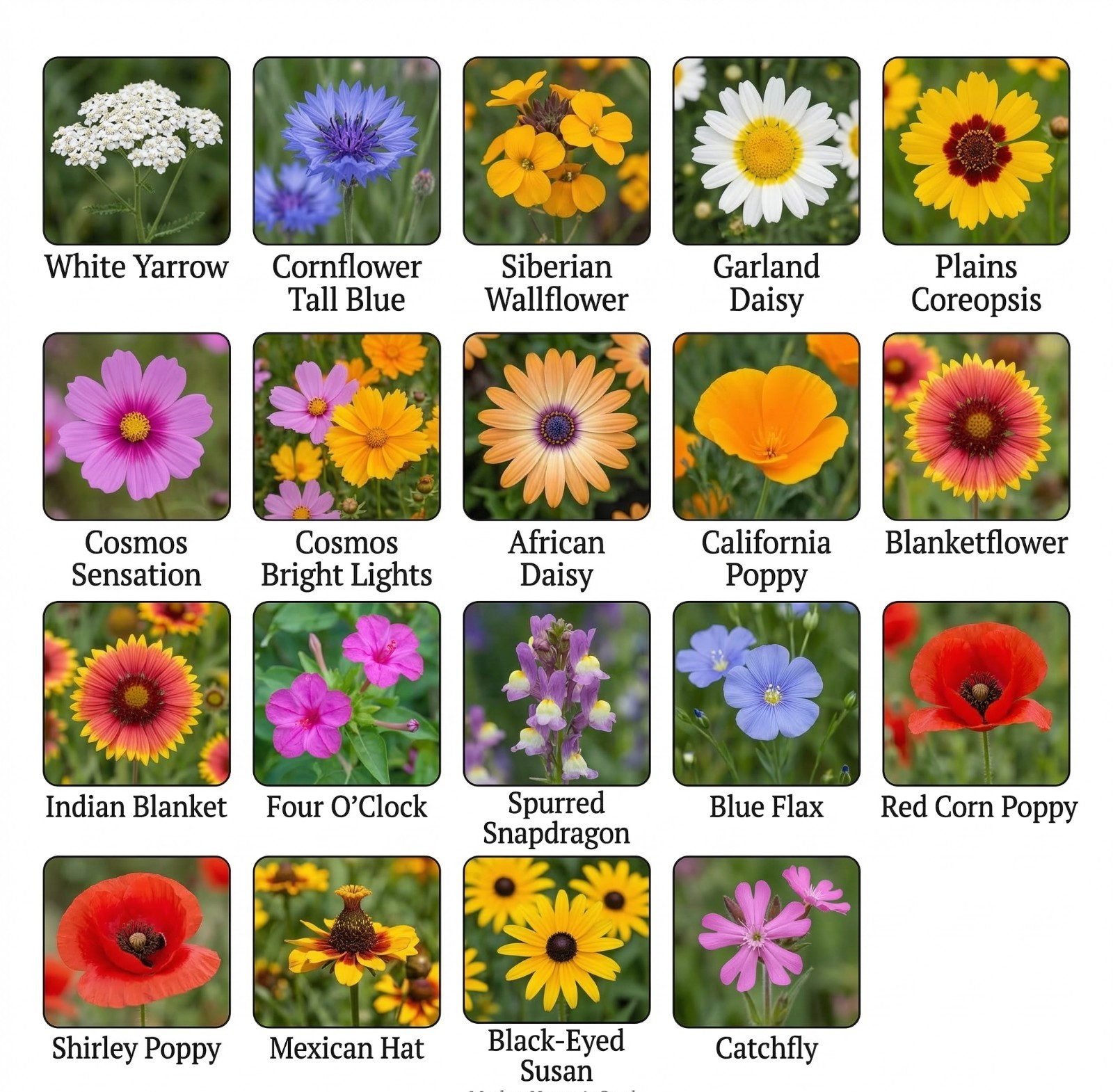 Landscaper’s Pack DROUGHT RESISTANT Wildflower Mix Pollinator Garden 3000 Seeds