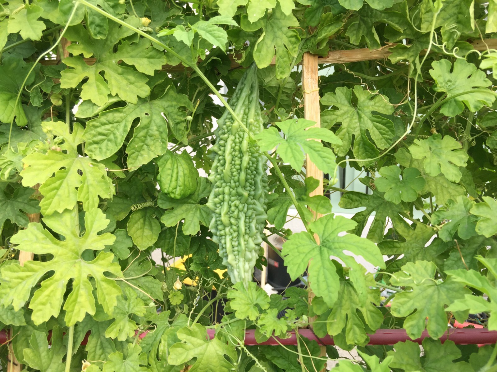 Bitter Gourd Melon (Karela, Ampalaya) 80 pcs mixed seeds