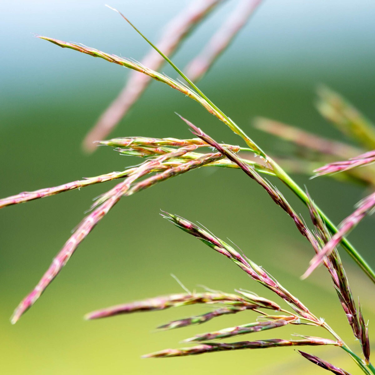 1 Lb Big Bluestem Native Grass Seeds – Everwilde Farms Mylar Seed Packet