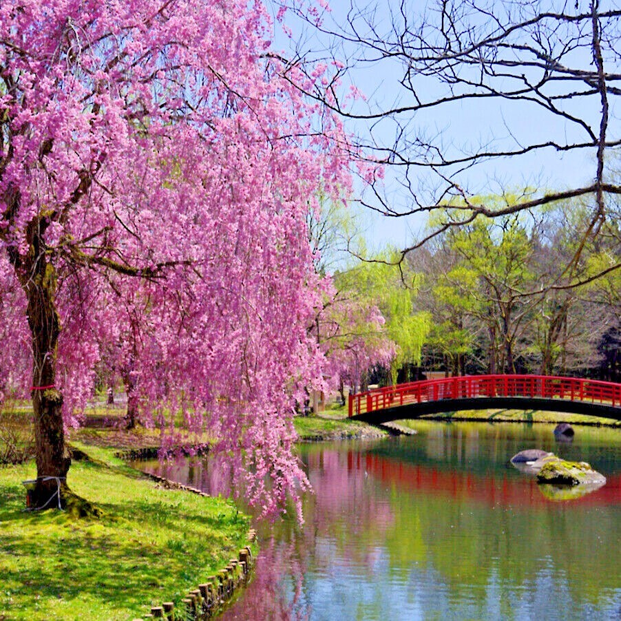 Japanese “WEEPING SAKURA” Cherry Blossom Flower Tree Seeds (pendula) Fast Hardy