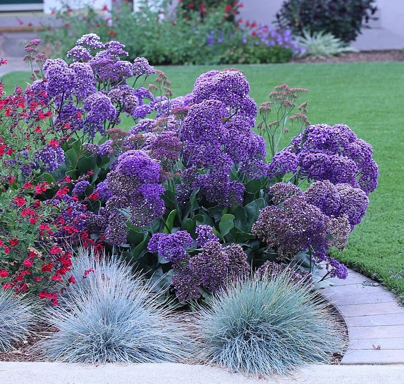 Sea Lavender Crowns Limonium perezii .50gr Seed Packet Free Shipping!